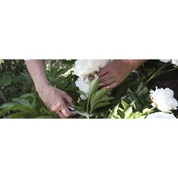 Нож садовый Opinel №10, нержавеющая сталь, блистер