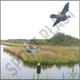 Муляж голубя Sport Plast MGR FL210 FB (летящий, с мотором). Фото 7