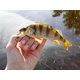 Виброхвосты съедобные Lucky John Pro Series Baby Rockfish 1.4" (3.5см) 20шт 033. Фото 2
