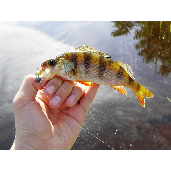 Виброхвосты съедобные Lucky John Pro Series Baby Rockfish 1.4" (3.5см) 20шт S19